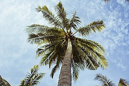棕櫚樹,藍(lán)色,天空