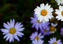 gujeolcho,鮮花,植物