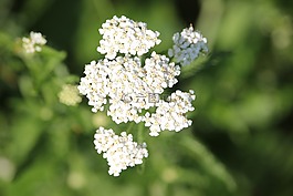 亚罗,开花,花