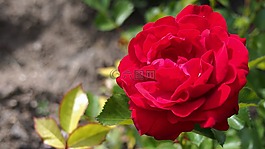 紅玫瑰,花,綻放