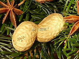 花生,堅果,裝飾
