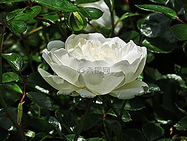 玫瑰,迷你玫瑰,關(guān)閉