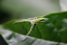 伪装的蜘蛛,蜘蛛网,叶