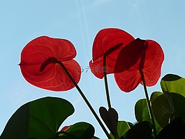 弗拉明戈花,红掌,花瓣
