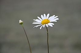 花,瑪格麗特,花芽