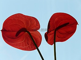 弗拉明戈花,红掌,开花