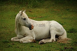 馬,模具,純種阿拉伯