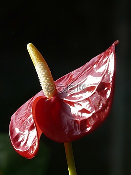 弗拉明戈花,红掌,开花