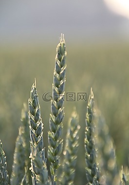 耳,小麥,谷物