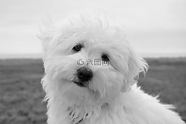 狗,小狗,女性棉花圖萊亞爾