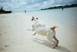 狗,寵物,動物
