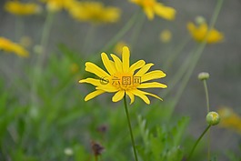 花,黃色雛菊,性質(zhì)