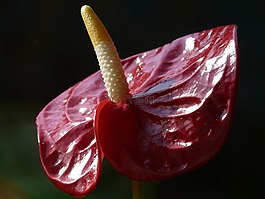 弗拉明戈花,红掌,开花