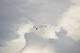 天空,飛,鷹