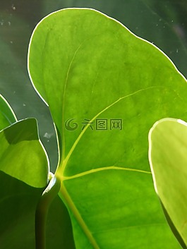 叶子,弗拉明戈花,红掌