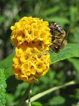 蝴蝶布什,密蒙花,花