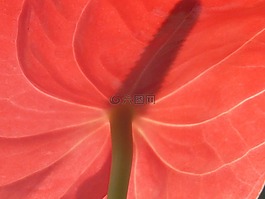 弗拉明戈花,红掌,开花