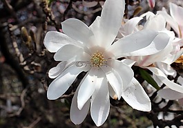花,白,冷