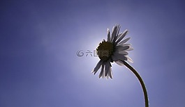 花,太阳