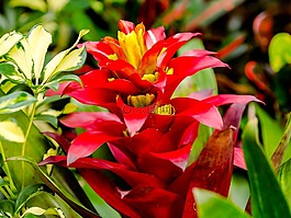 花,紅色,黃色