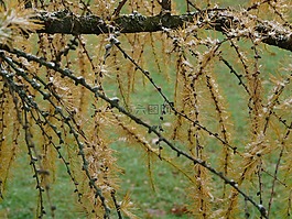 科,冬天,日本落葉松