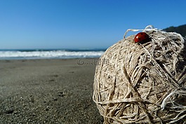 海灘,瓢蟲,海