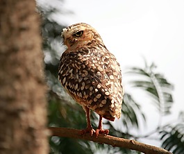 野生動物,鳥類,動物界