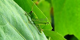 葉,性質(zhì),植物