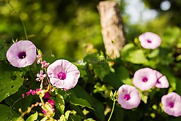 花,植物,性質(zhì)