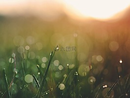 日落,草,自然