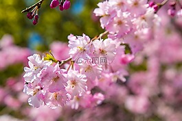 鮮花,櫻桃,植物