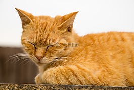 动物,可爱,猫咪
