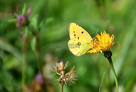 蝴蝶,黃金八,colias hyale