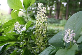 美洲商陸,夏季,關(guān)閉