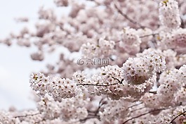 花,鮮花,樹