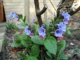 鲜花,蓝色,lungwort