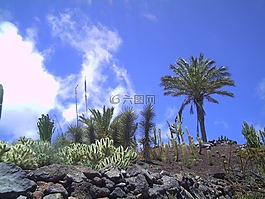 埃,棕櫚,太陽(yáng)