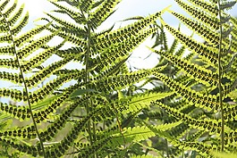 蕨類,woodfern,綠色