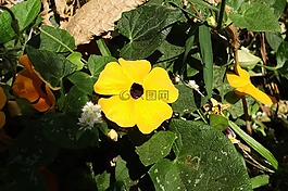黑眼蘇珊藤,thunbergia 升韻,花