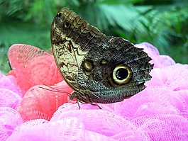 蝴蝶,昆蟲,孔雀