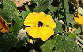 黑眼蘇珊藤,thunbergia 升韻,花