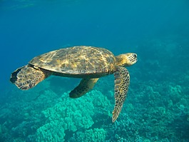 海龜,水下,夏威夷