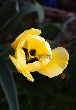花,郁金香,黃色