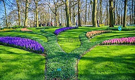 荷兰,tulpenbluete,公园