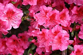 rhododenron,粉紅色,開花