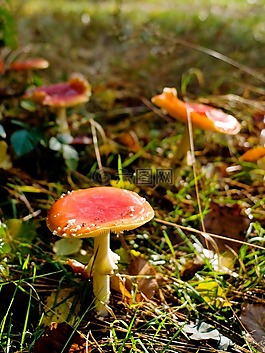 蘑菇,森林,秋季