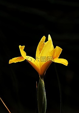 宏,鮮花,特寫