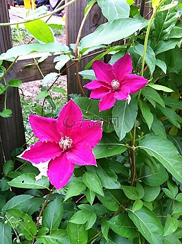 花,花園,自然