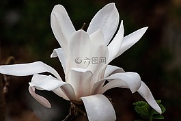玉兰,开花,布什