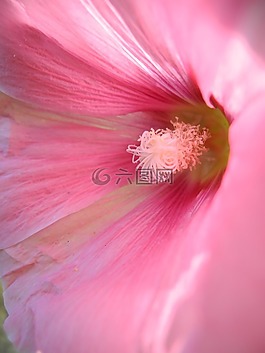 錦葵,粉紅色,關(guān)閉